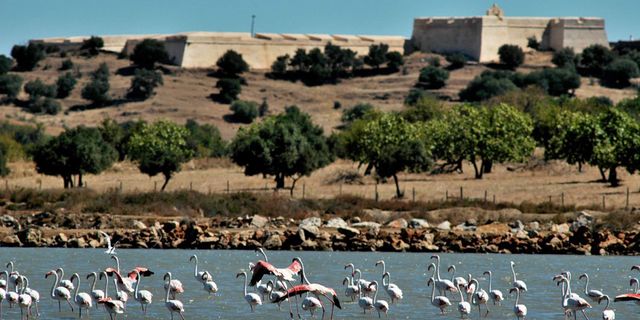 Things to Do in Castro Marim - Flamingos in the salt pans and a hilltop castle above the Guadiana