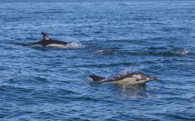 Pod of common dolphins swimming in the Atlantic waters off the Algarve