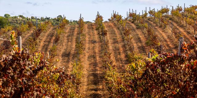 Wine Tours - Visit Algarve vineyards, taste local wines, and explore the region's growing wine scene