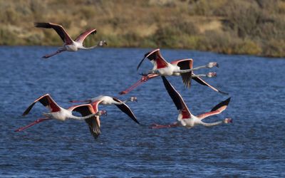 Flamingos wading in the Ria Formosa lagoon near Tavira