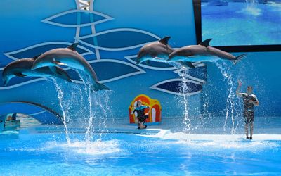 Bottlenose dolphins performing during a presentation at Zoomarine