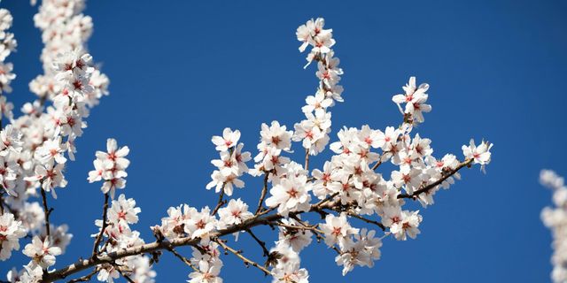 Almond Blossom Season in the Algarve - Inland photography, mild hiking, empty trails