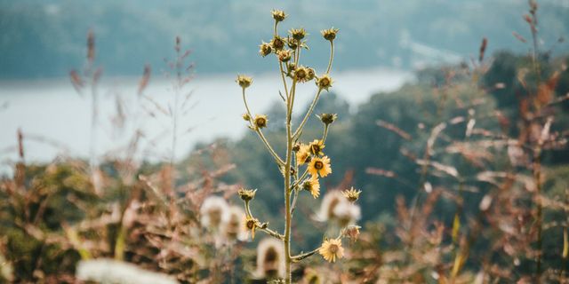 Wildflower Spring in the Algarve - Best golf, wildflowers, uncrowded beaches begin to open